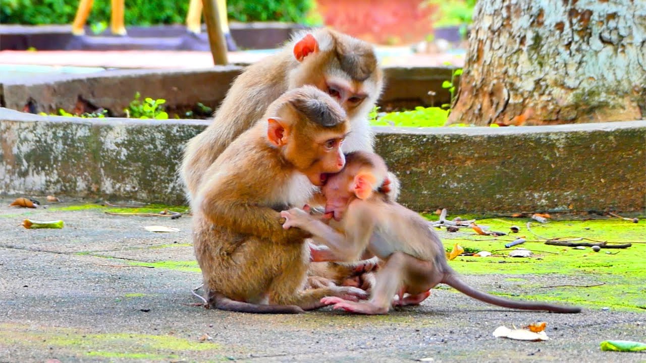 Nice Day....Of Adorable Family Monkey Pigtails _ Happy Family Monkey To Live Together.