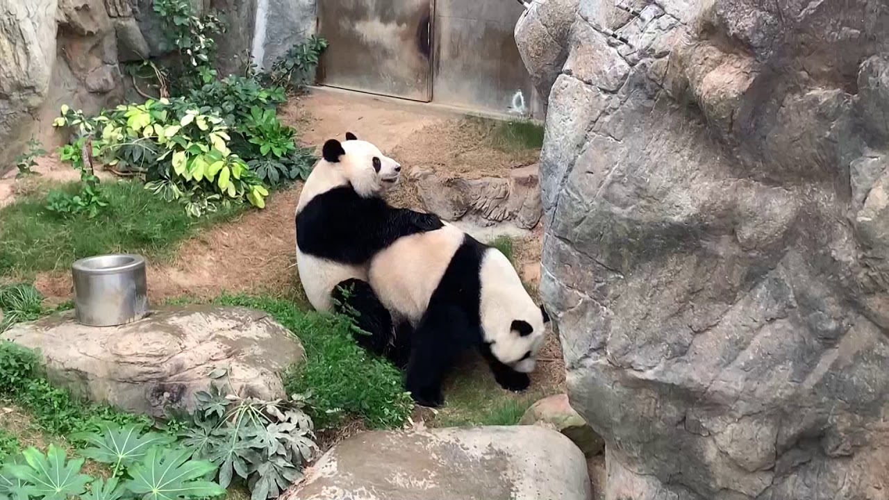 panda youtube