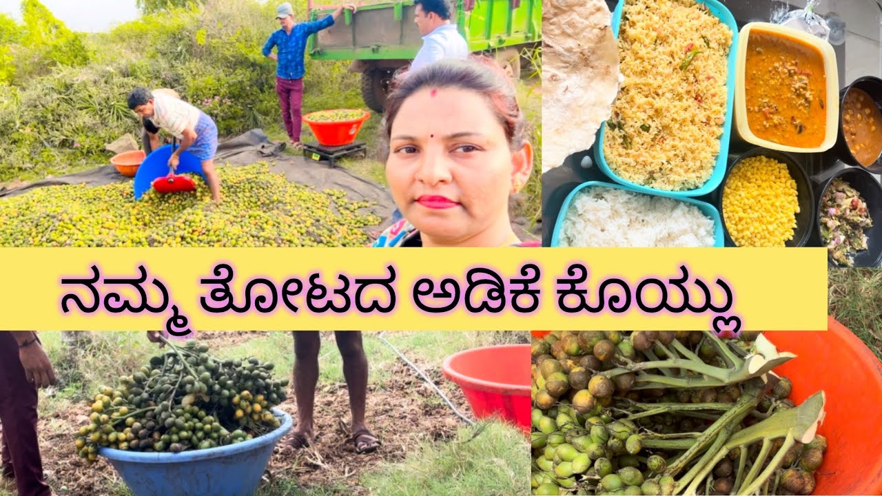 ನಮ್ಮ ತೋಟದ ಅಡಿಕೆ ಕೊಯ್ಲು💝❣️Namma  thorada adike koyalu 