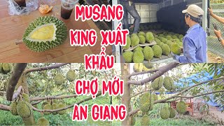 Thu Hoạch Musang King Nhơn Mỹ Chợ Mới An Giang, TƯƠNG LAI SẦU RIÊNG MUSANG KING XUẤT KHẨU RẤT MẠNH