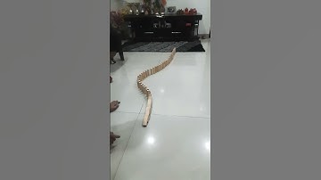 Domino trick with jenga blocks😊😊