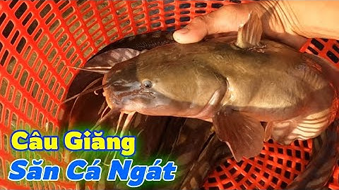 Giăng Câu Săn Cá Ngát Dính Cá Liên Hoàn | Gia Đình Cần Giờ .119 |