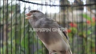 Untuk Masteran I Kenari Gacor Joss