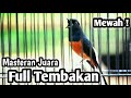 MASTERAN MURAI BATU FULL ISIAN TEMBAKAN CILILIN KENARI KAPAS TEMBAK CUCAK JENGGOT KEREN