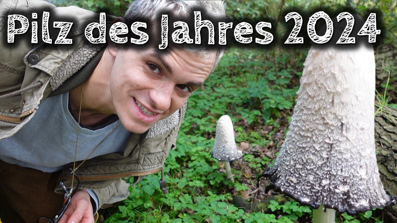 Pilz des Jahres 2024 Der Schopftintling Bestimmen und zubereiten