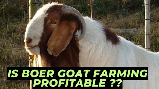 Boer Goat Breed History Traits and Price | Boar Goat Farming #AnimalPlatoon