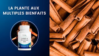Focus Sur La Cannelle, Une Plante Aux Multiples Bienfaits