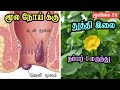 Thuthi Leaf for Piles | Thuthi Ilai Uses Tamil | Powder | Abutilon Indicum | Basil leaf | Hemorrhoids