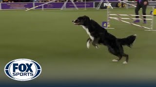 Truant the Border Collie wins the 20