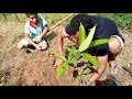 PLANTANDO AS FRUTEIRAS QUE EDIVALDO ME DEU