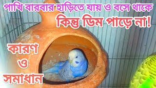বাজরিগার পাখি বার বার হাড়িতে যায় কিন্তু ডিম পাড়ে না কেন ।