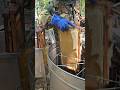 The extraction honey of beehives frame #honey #amazing #insects #farming #sweet #savethebees