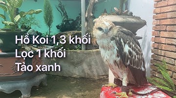 HỒ KOI 1,3 KHỐI - LỌC 1 KHỐI - TẢO XANH || CÁ KOI VLOG TRẦN ĐỨC CƯỜNG