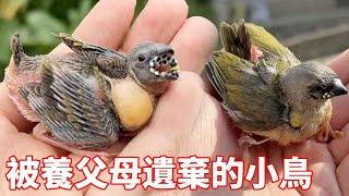 Birds parasitic by adoptive parents see through, abandoned