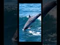 Dolphin surfing a wave in slow motion! 🐬🌊 #Dolphin #OceanLife #Surfing #Wildlife