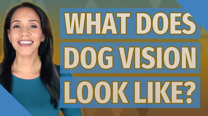 What does dog vision look like?
