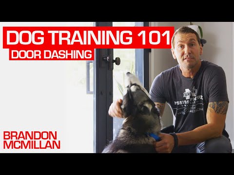 Video: ¿Puede Brandon Mcmillan entrenar a mi perro?