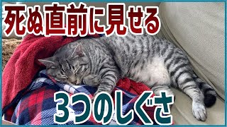 【豆知識】猫が死ぬ直前に好きな人にしか見せない3つの行動