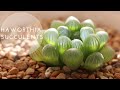 Tiny Succulent Houseplants | Haworthia Repotting + Care Indoors