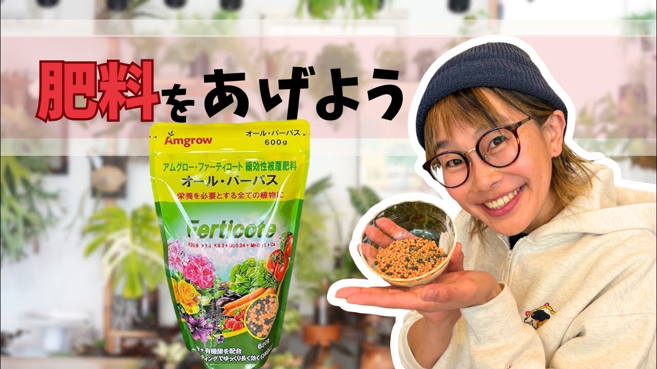 春だ🌸肥料をあげよう🌱鉢増し LIVE🙂‍↕️🫶 - YouTube