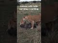 Lioness with cubs carrying a warthog