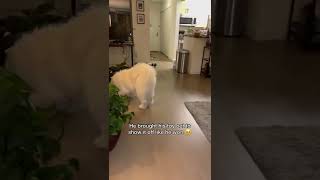 My dog’s reaction was so precious 🥹 #samoyed #shorts #myheart