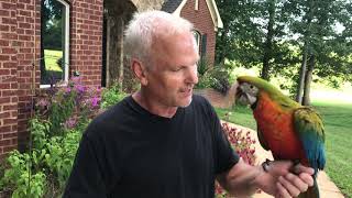 Maui Sunrise Macaw