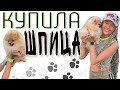 ЗАБИРАЮ ЩЕНКА🐾 первые дни шпица дома🏠 первая прогулка…