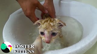 Rescue of a street kitten and first bath. Take me home daddy, I'll be a foster kitten.