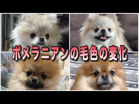 ポメラニアンの子犬と成犬ではこんなに変わる毛色の変化を解説!