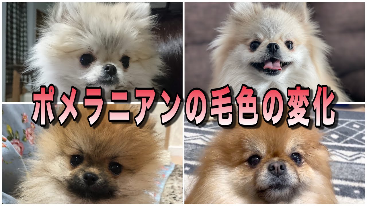 ポメラニアンの子犬と成犬ではこんなに変わる毛色の変化を解説 Youtube