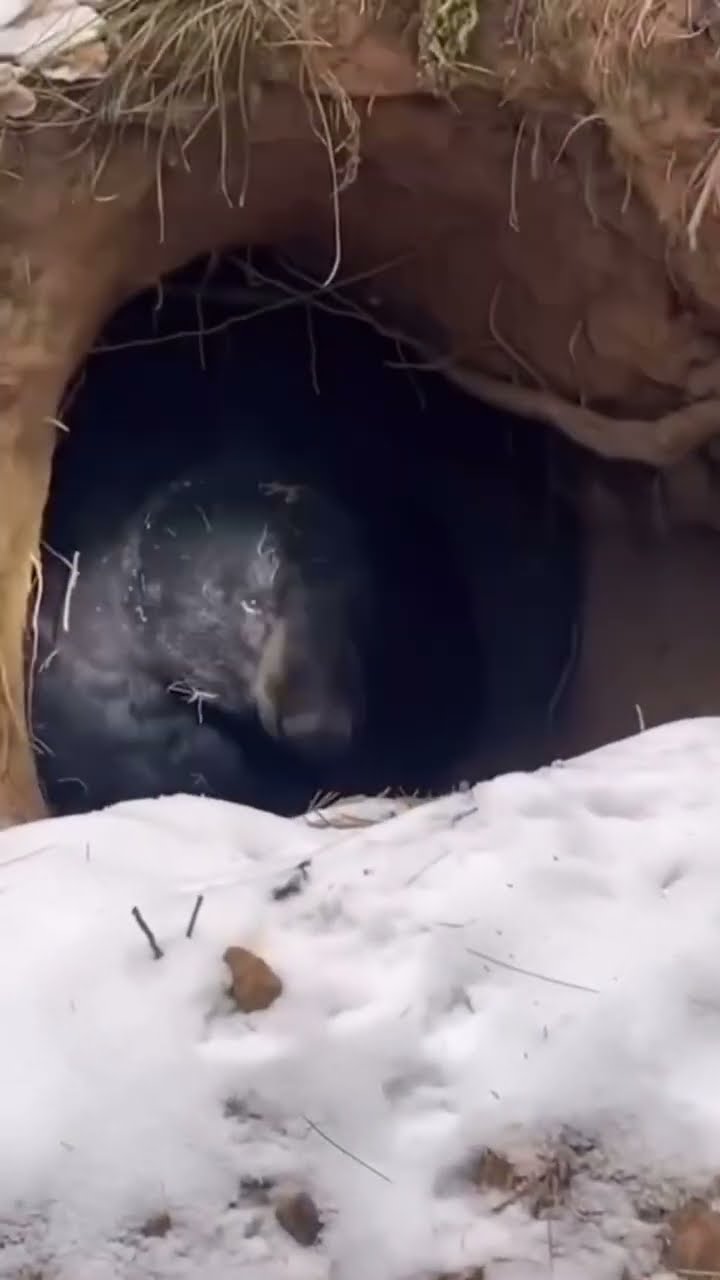 #JasonDeruloTV // Surprise ?#GotPermissionToPost From ​⁠@extinctanimalsfacts  #SlowLow