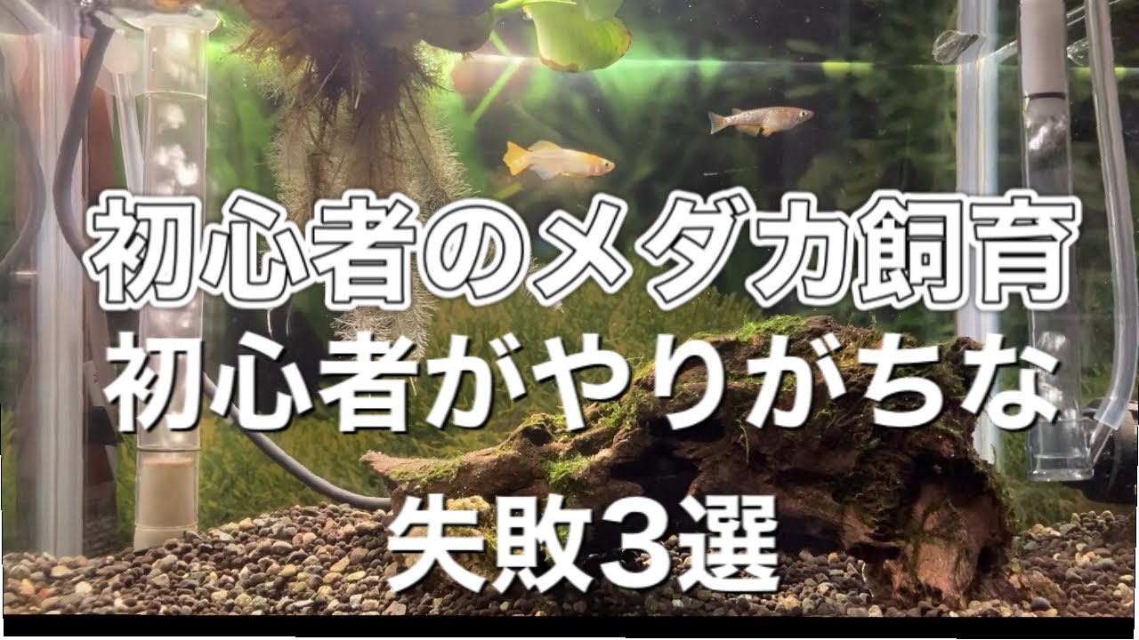 初心者 メダカ飼育で初心者がやりがちな失敗3選 Youtube