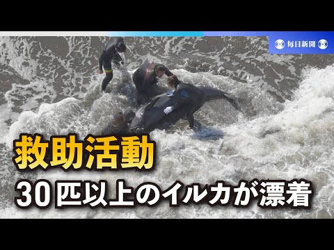 千葉・釣ケ崎海岸にイルカ32頭漂着 サーファーらが救助活動