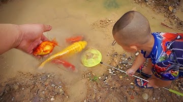 Con Cá Vàng - Bắt Cá Chép Vàng Ở Vũng Nước Cạn