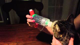 How to give a cat asthma medicine using an nebulizer