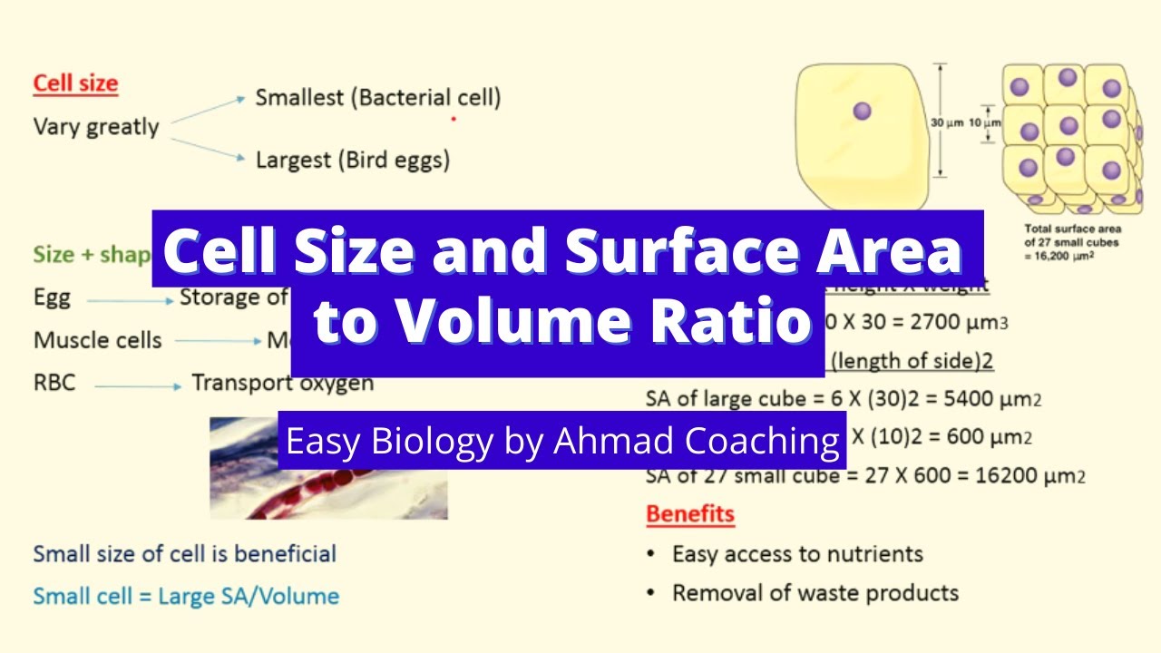 Cell Size And Surface Area To Volume Ratio Daily Life Examples cell-size-and-surface-area-to-volume-ratio-daily-life-examples