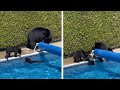Canada heatwave: Bears cool off in swimming pool amid new high temperature record