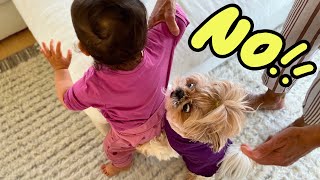 puppy's life with a toddler