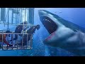 11 Shark Encounters When Cage Diving Went Wrong