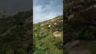 حەیران، حەسەنی شوانە Heyran