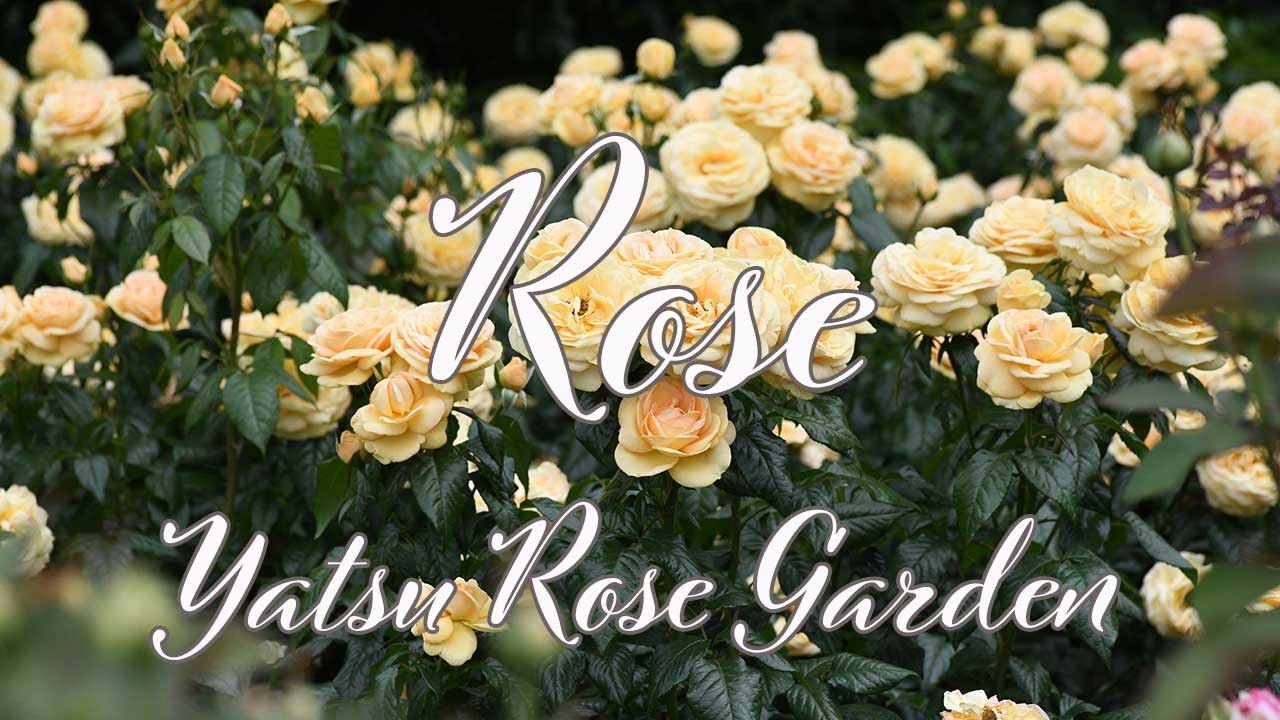 Rose 17】谷津バラ園 62品種のバラ - YouTube