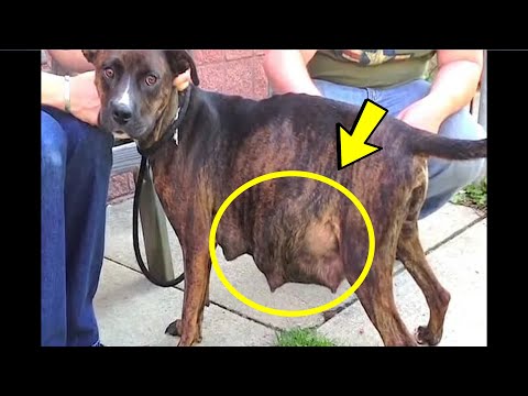 Video: Cik pelna Aspca izpilddirektors gadā?