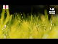 4K Garden Background | Little Waltham | Relaxing Ambient Wallpaper | 435