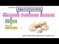 Mushroom Identification and Characteristics