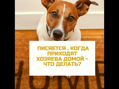 Собака писается при встрече хозяина. Собака писяется , когда приходят хозяева домой - что делать?