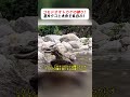 コモドオオトカゲの狩り!巨大タコと大魚を丸呑み! #コモドオオトカゲ #捕食 #野生 #巨大魚 #海辺
