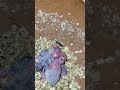 Hand Tame budgies parrot #kanhaiyasir