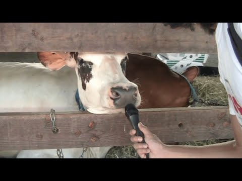 Interviewing People at the Dutchess County Fair 2022