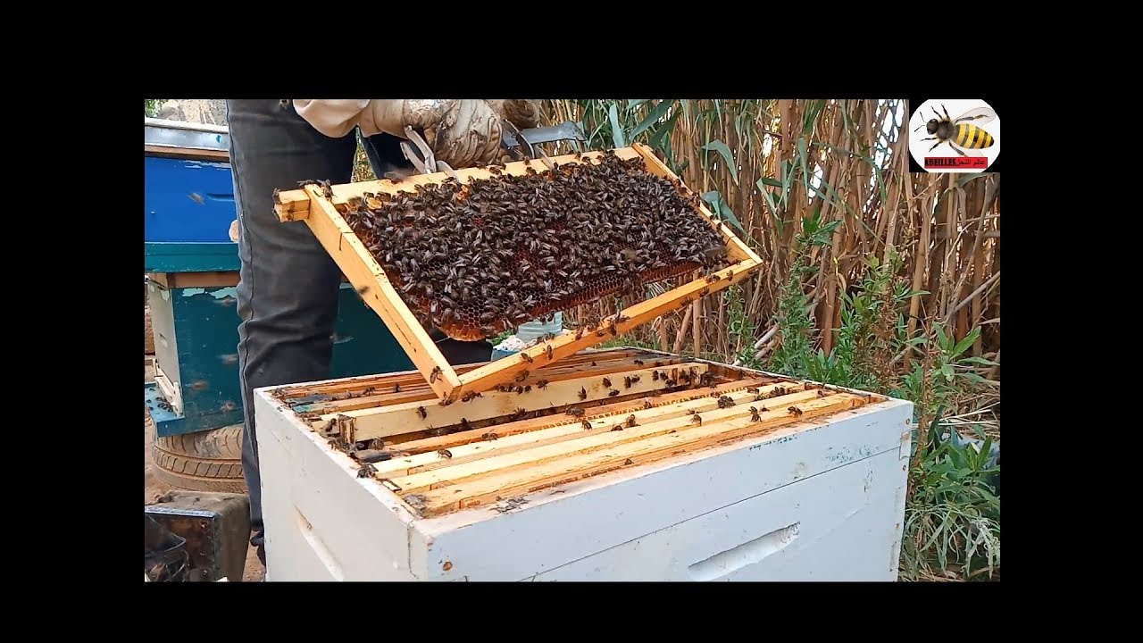 فحص خلية نحل في الشهرالحادي عشر أو شهر نوفمبر/تربية النحل